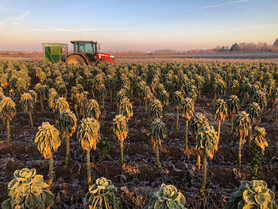 Die Wilde 11 geht unter die Gärtner:innen - Ausflug zur solidarischen Landwirtschaft