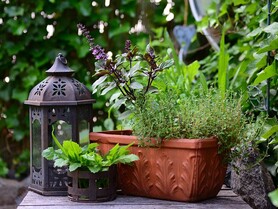 Pflege von Balkon- und Zimmerpflanzen im Herbst und Winter