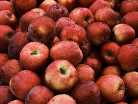 Mit der Apfelpresse Apfelsaft herstellen in der Wilden11