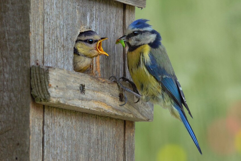 Bild zu: Die Vögel in unserem Garten - Bildvergrößerung
