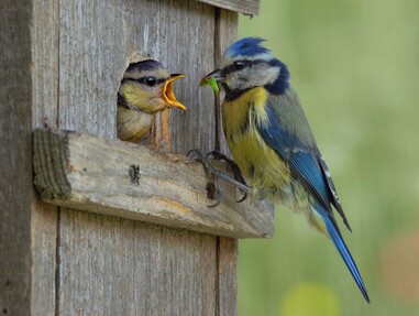 Die Vögel in unserem Garten
